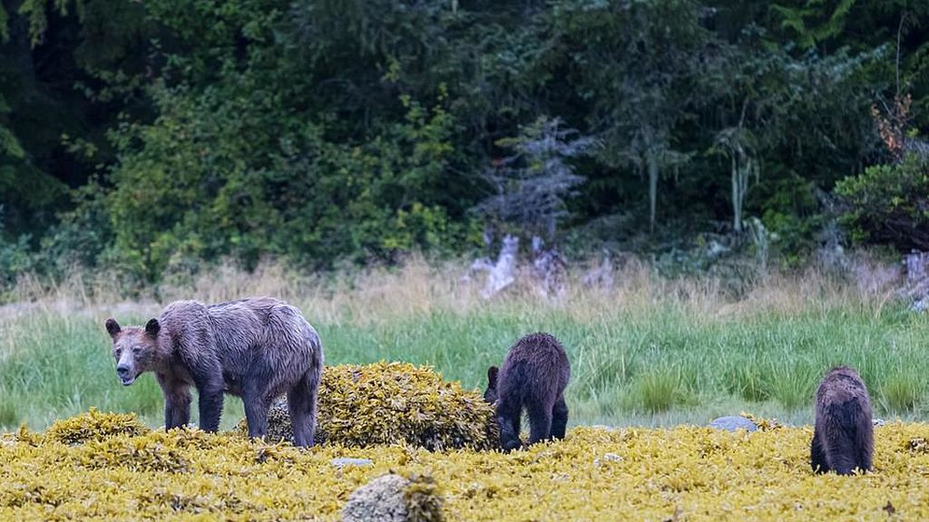 Imágenes de los osos de la British Columbia Coast (Canadá)