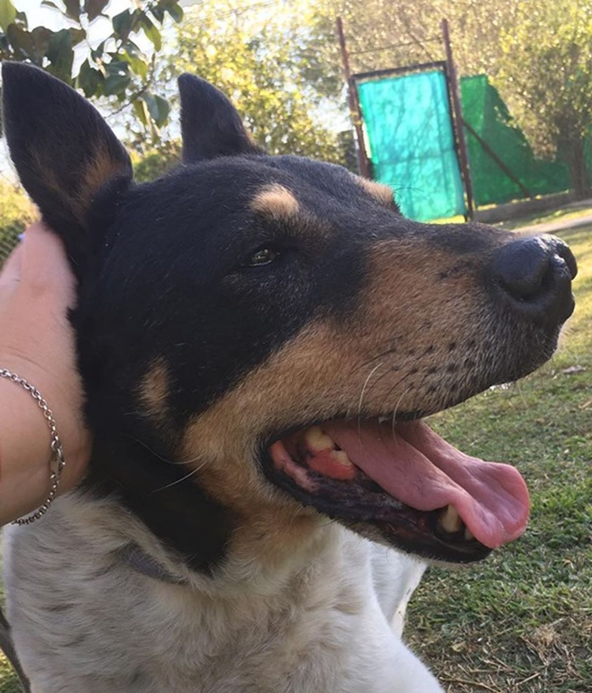 Toto, el perro que esperó que volviese su duelo durante un mes
