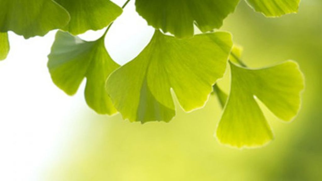 Ginkgo, la medicina natural para la memoria