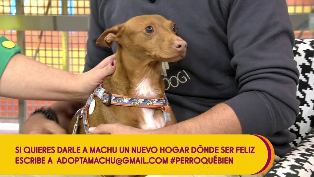 Machu, el podenco andaluz que busca hogar