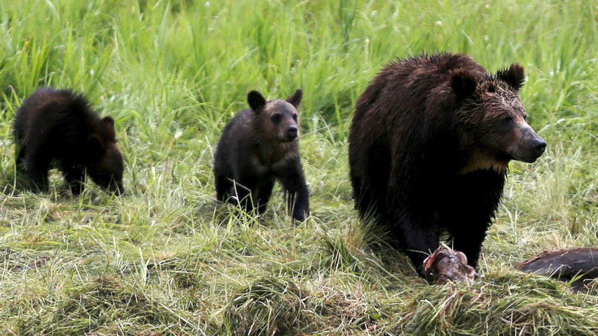 El cambio climático, responsable de las impactantes imágenes de los osos Grizzly demacrados El cambio climático, responsable de las impactantes imágenes de los osos Grizzly demacrados