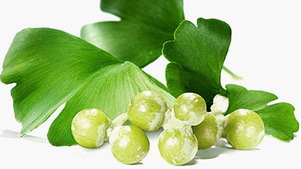 ginko-biloba-frutos