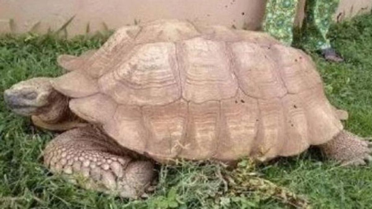 Alagaba, la tortuga más vieja de África