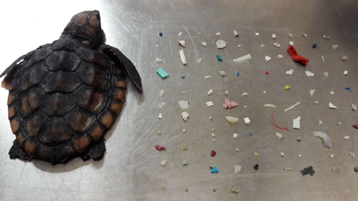 Hallan muerta una tortuga que había tragado más de cien trozos de plásticos
