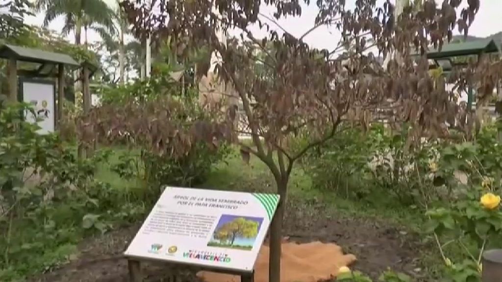 Envenenan el ‘Árbol de la Vida’ que plantó el papa Francisco en Colombia