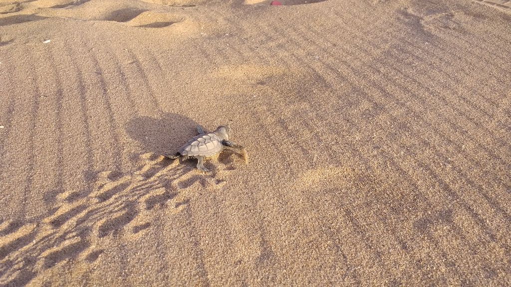 Nacen las primeras tortugas bobas de la temporada en la playa de Castelldefels (Barcelona) Nacen las primeras tortugas bobas de la temporada en la playa de Castelldefels (Barcelona)