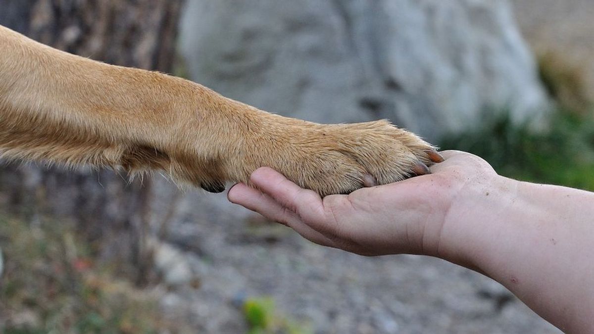 El dolor de una veterinaria cuando sacrifica a un animal: "Me gustaría que pudieran vivir para siempre"