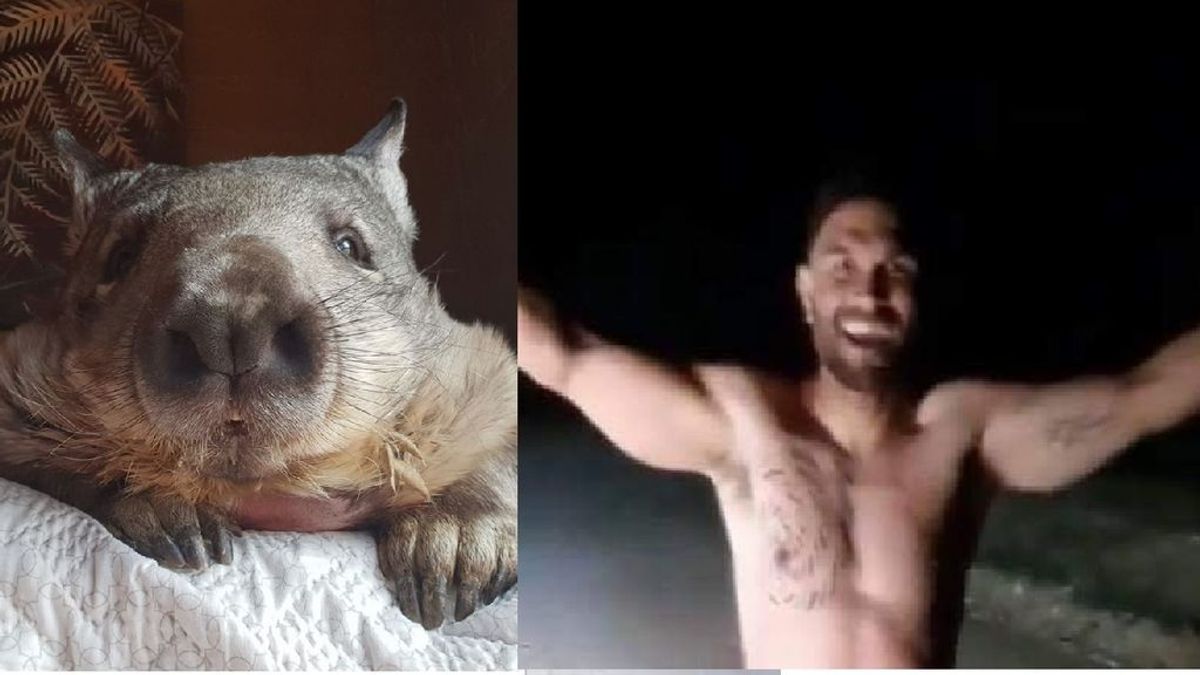 Un policía se graba matando a pedradas a un wombat, un tipo de marsupial