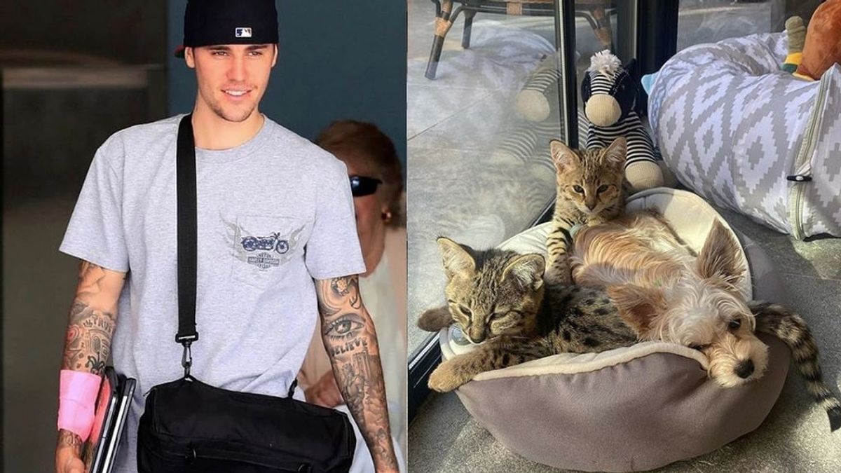 Nueva polémica con Justin Bieber: ecologistas critican que compre 2 gatos por 30.000 euros en vez de adoptar