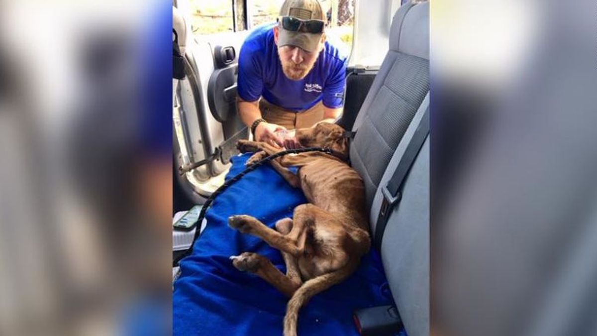 Rescatan a un cachorro entre los escombros de un edificio un mes después del huracán Dorian