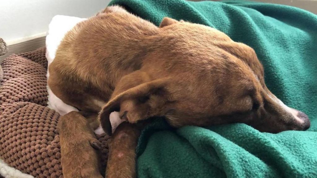 Hallan a un perro bajo los escombros de un edificio un mes después del huracán Dorian Hallan a un perro bajo los escombros de un edificio un mes después del huracán Dorian