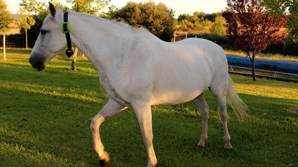 La tecnología también sirve para controlar otros animales como caballos, ovejas o cabras
