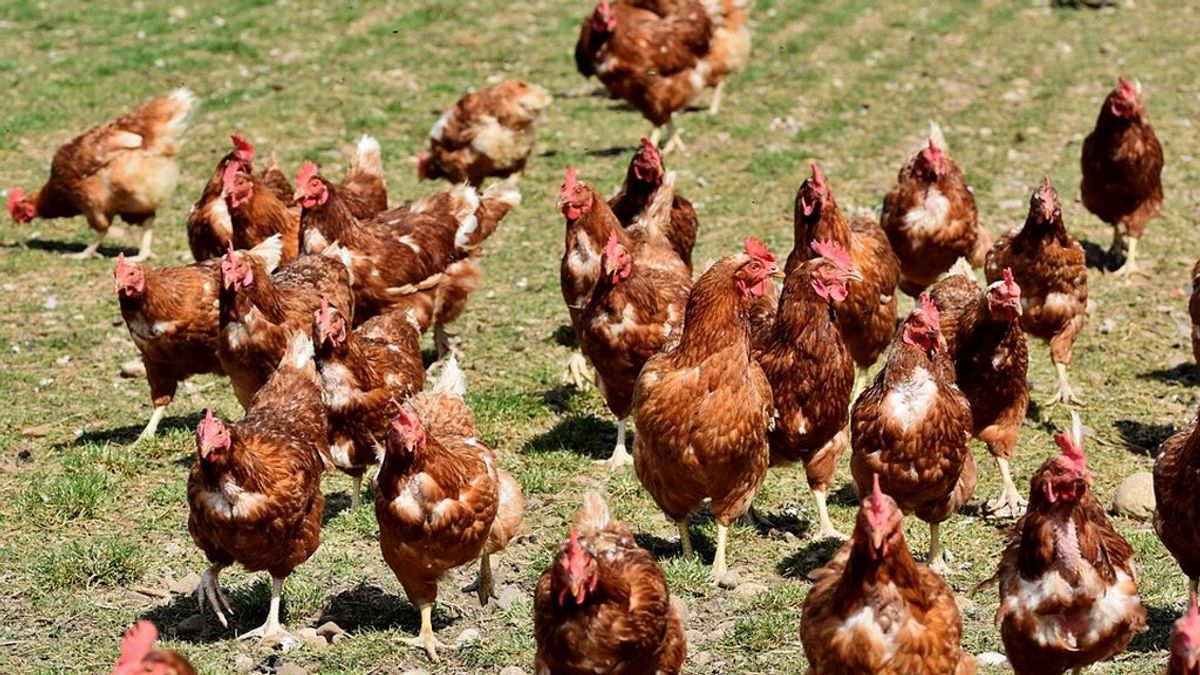 Condenan a 15 meses de cárcel a un hombre que dejó morir de hambre a 2.882 gallinas
