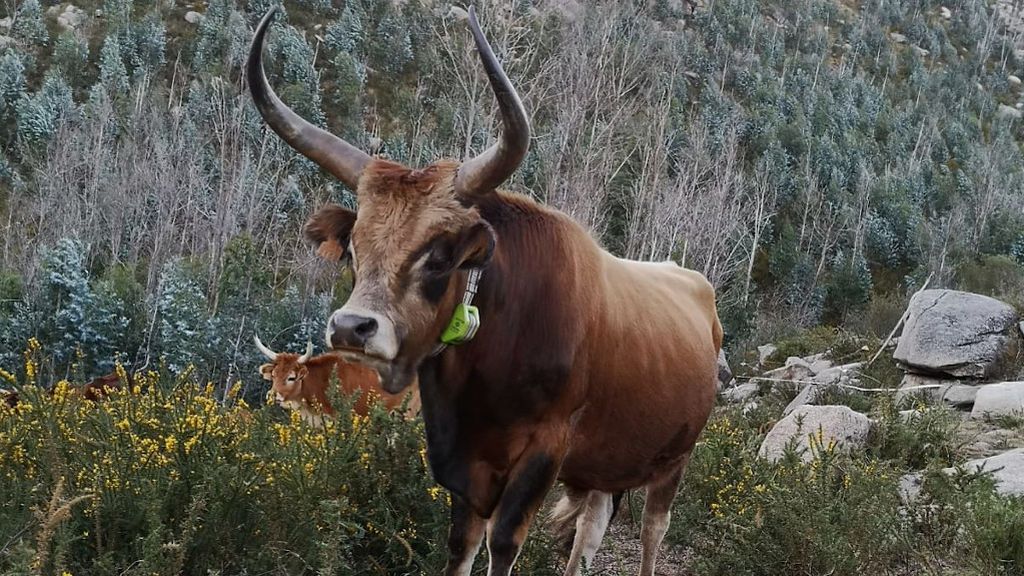 Las vacas de este ganadero gallego pastan en unas 800 hectáreas de monte