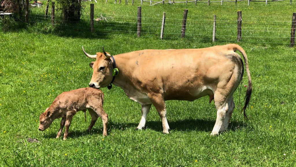 El ‘Gran Hermano’ de las vacas o cómo controlar el ganado desde el móvil El ‘Gran Hermano’ de las vacas o cómo controlar el ganado desde el móvil