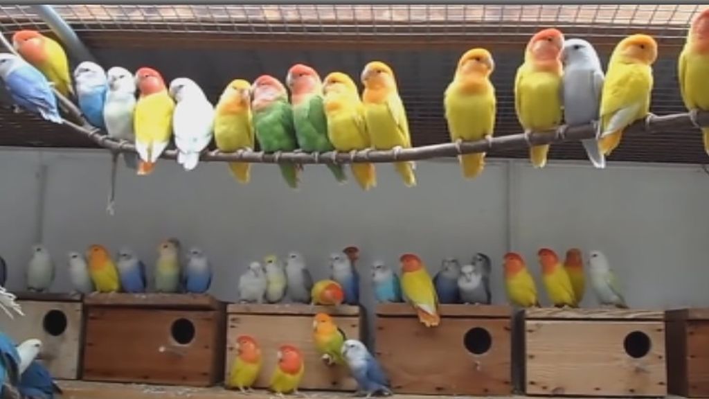 Granada acoge una de las competiciones internacionales más importantes de agapornis