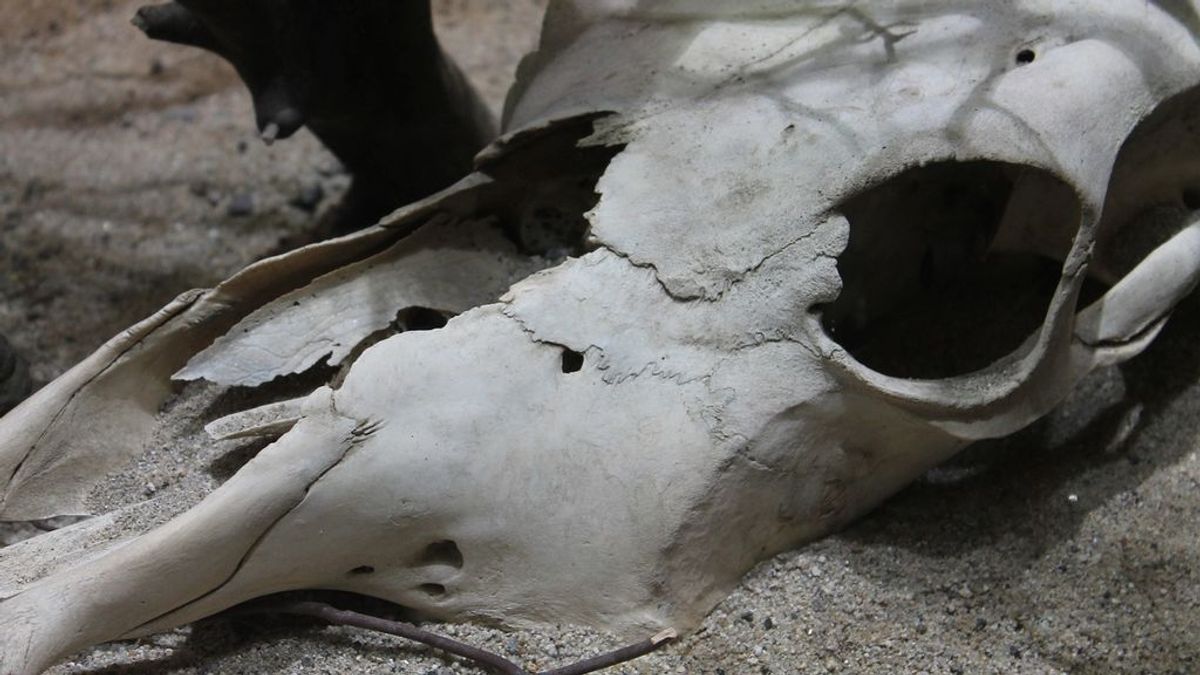 La misteriosa mutilación de toros que mantiene en vilo a Oregón, EEUU