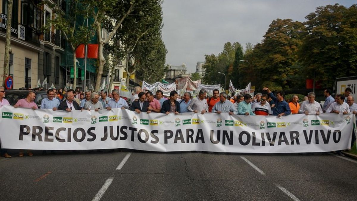 Dos euros por un kilo de aceite: la crisis que ahoga a los olivareros Dos euros por un kilo de aceite: la crisis que ahoga a los olivareros