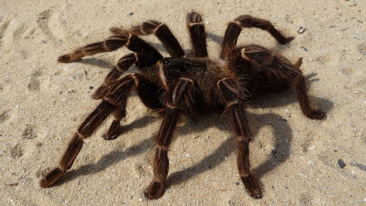 Miles de tarántulas están emergiendo del suelo de San Francisco para encontrar el amor Miles de tarántulas están emergiendo del suelo de San Francisco para encontrar el amor