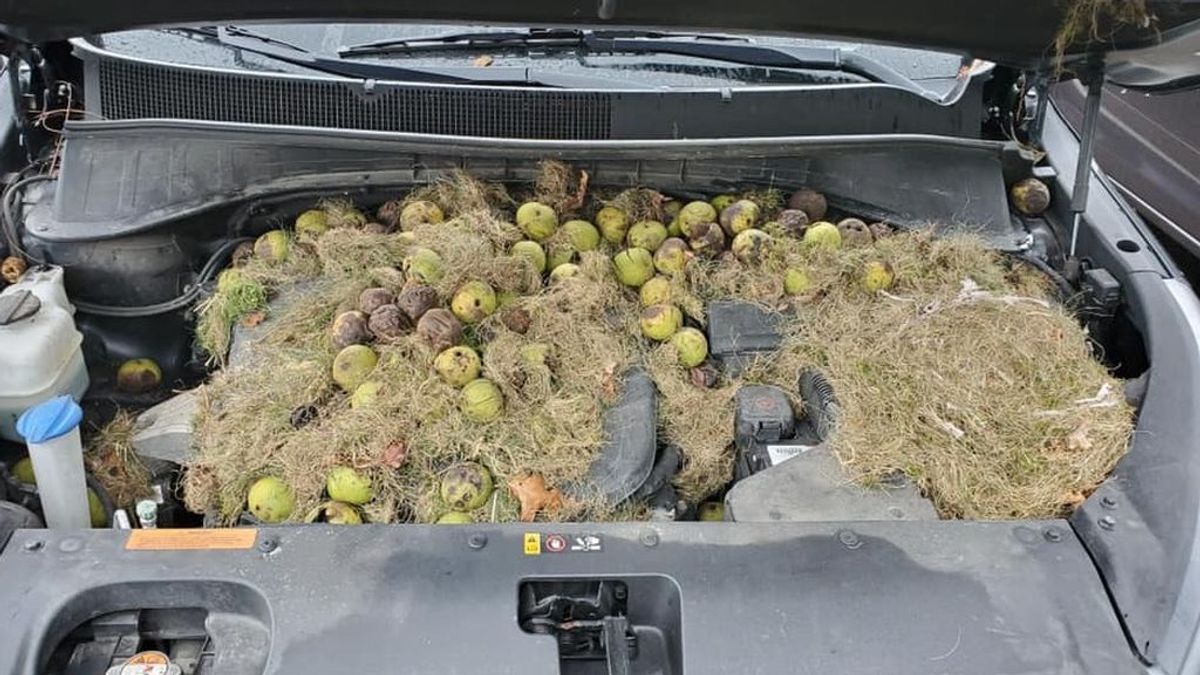 El sorprendente descubrimiento de un hombre en el capó de su coche: las ardillas guardaban más de 200 nueces