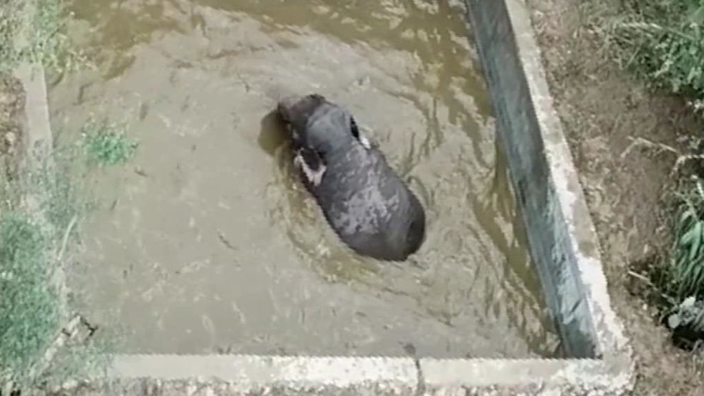 Rescatan a una cría de elefante atrapada en un estanque en China