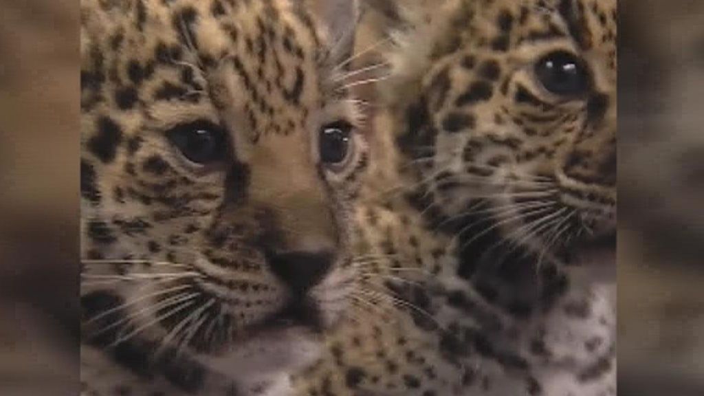 Nacen dos crías de jaguar en un zoo de Memphis