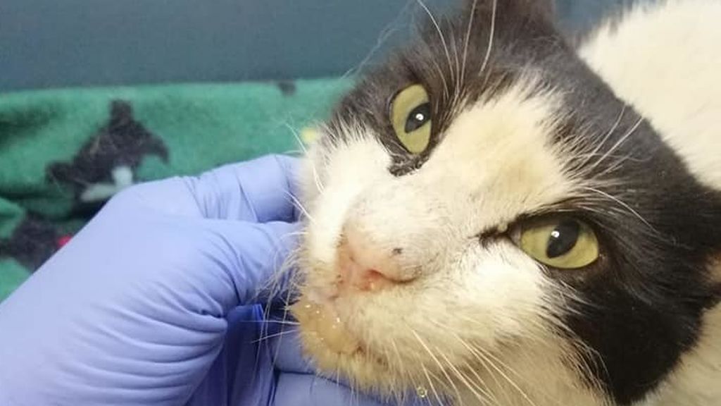 Maltrato animal en Bunyola, Mallorca: un vecino rocía con salfumán a un gato Maltrato animal en Bunyola, Mallorca: un vecino rocía con salfumán a un gato