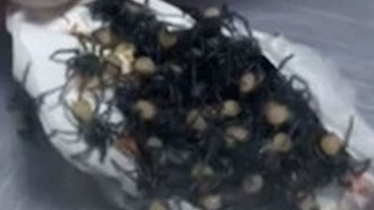Las sorprendentes imágenes no aptas si sufres aracnofobia: el primer saco de arañas criado en cautividad