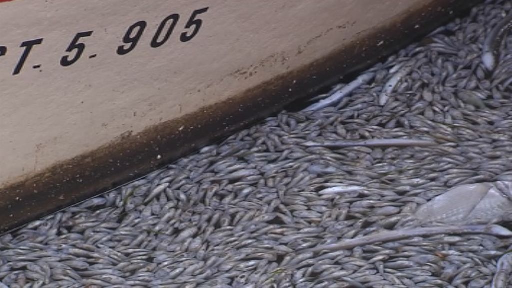 La Fiscalía abre una investigación para estudiar la muerte de miles de peces en el Mar Menor