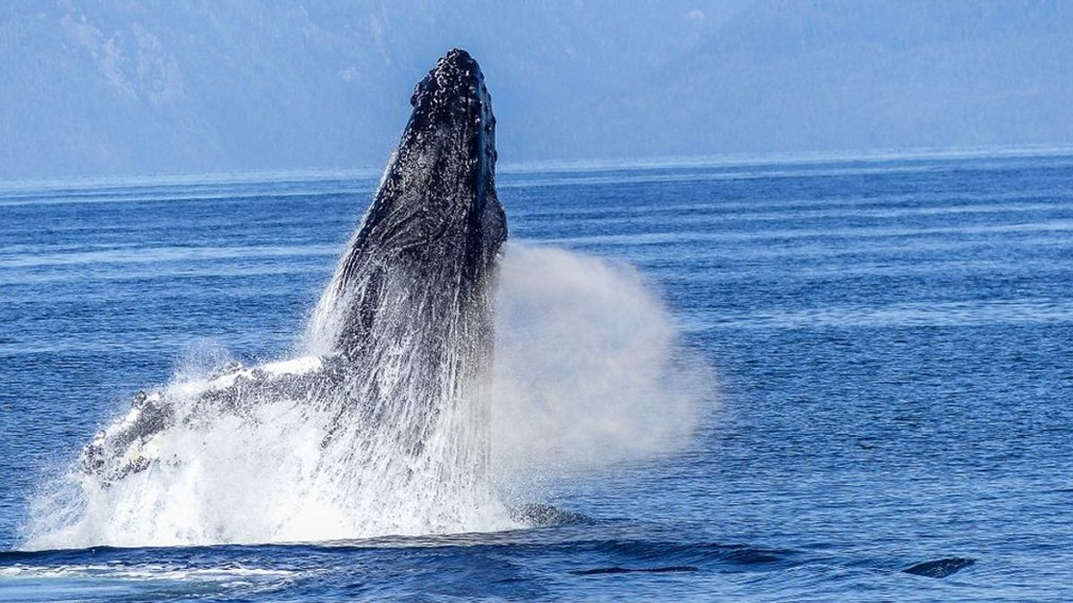Un vídeo capta cómo las ballenas se alimentan mediante burbujas