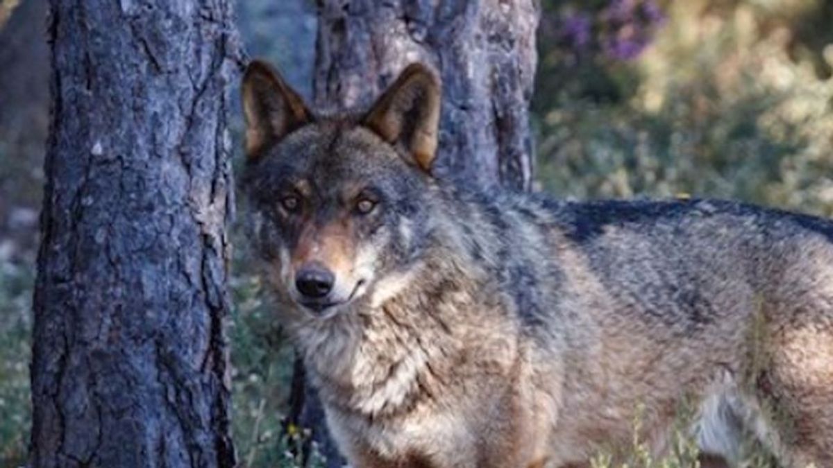 Una sentencia europea abre la puerta a la caza del lobo al sur del Duero de forma limitada