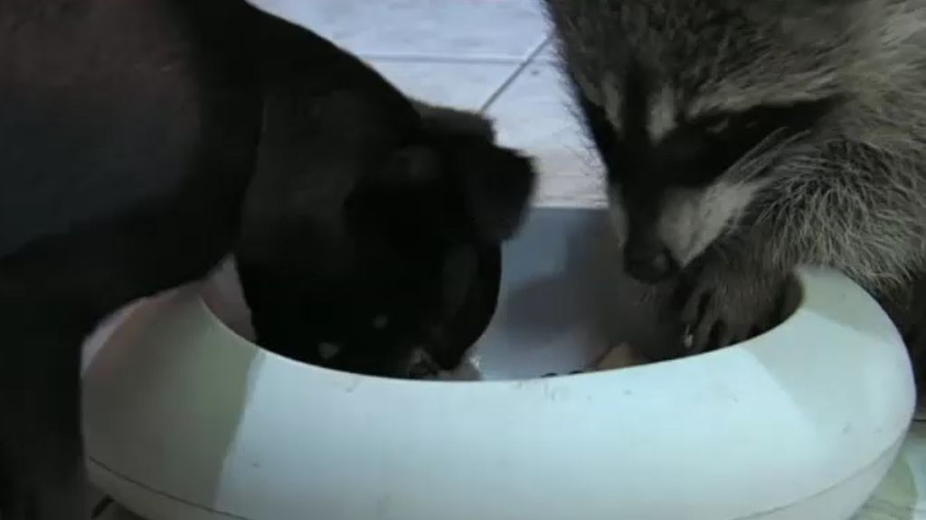 Un mapache y un perro, principal atracción en un zoo de Siberia