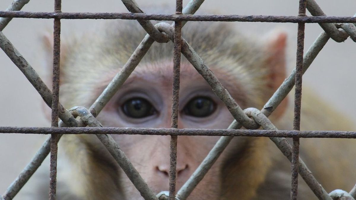 Laboratorio del terror: un vídeo muestra el salvaje maltrato a monos en un centro de pruebas en animales de Alemania