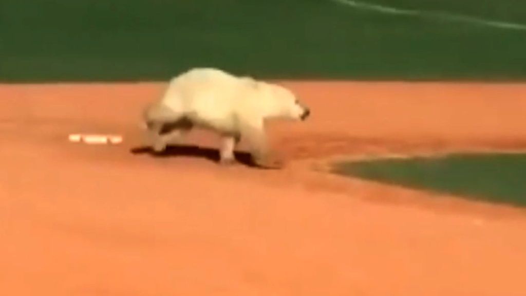 El oso polar que quería jugar béisbol en Canadá