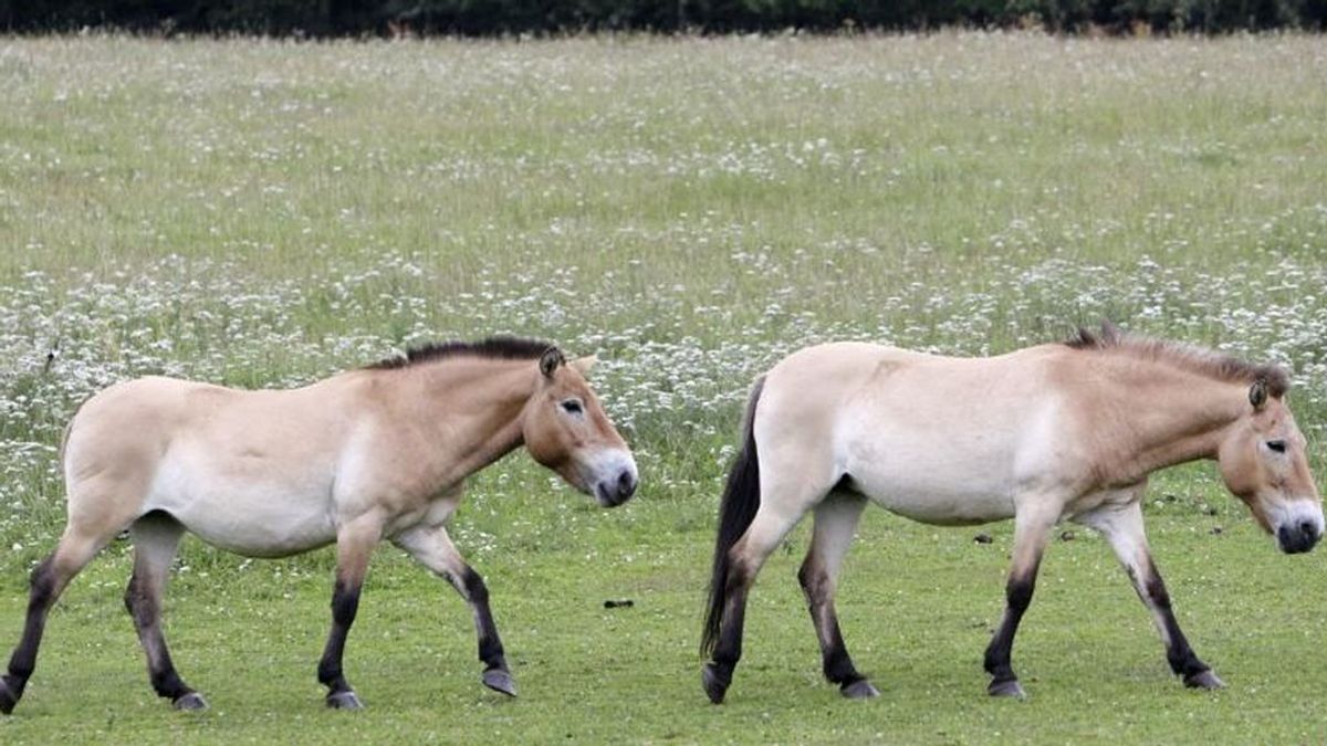 Chernobyl se convierte en refugio de una raza de caballos en extinción Chernobyl se convierte en refugio de una raza de caballos en extinción