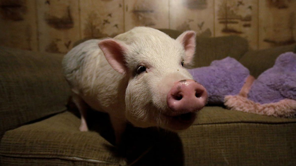 ¿Quieres comerte a tu mascota? El nuevo 'reality' que impacta a Reino Unido ¿Quieres comerte a tu mascota? El nuevo 'reality' que impacta a Reino Unido