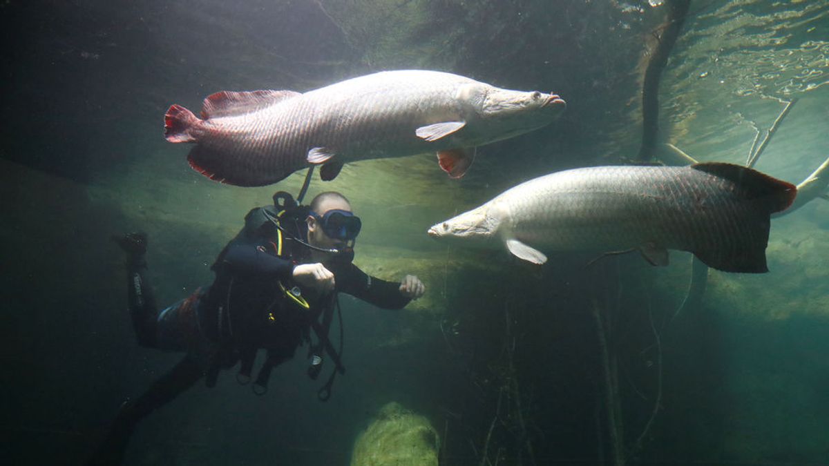 Un pez que vive rodeado de pirañas en el Amazonas inspira los nuevos chalecos antibalas