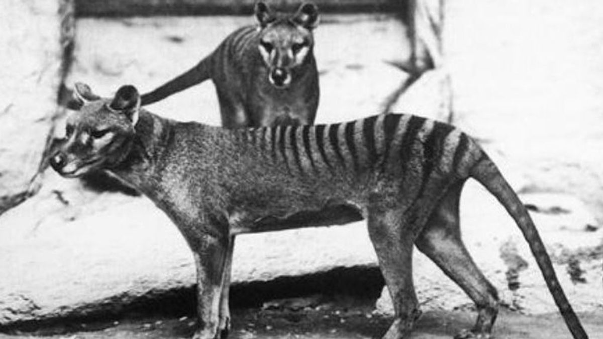 ¿Sigue vivo el tigre de Tasmania? Nuevos avistamientos ponen en duda su extinción hace 80 años