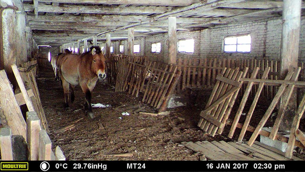 horses-interior-2