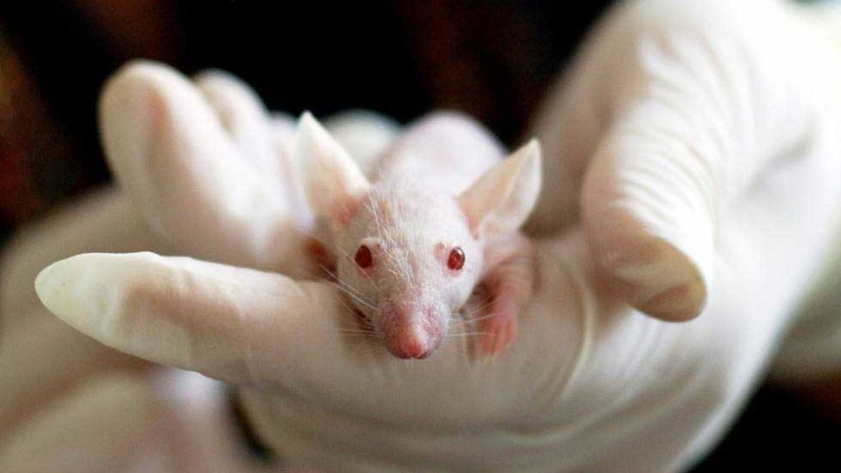 Investigadores españoles consiguen alargar la vida de ratones sin realizar modificarlos genéticamente