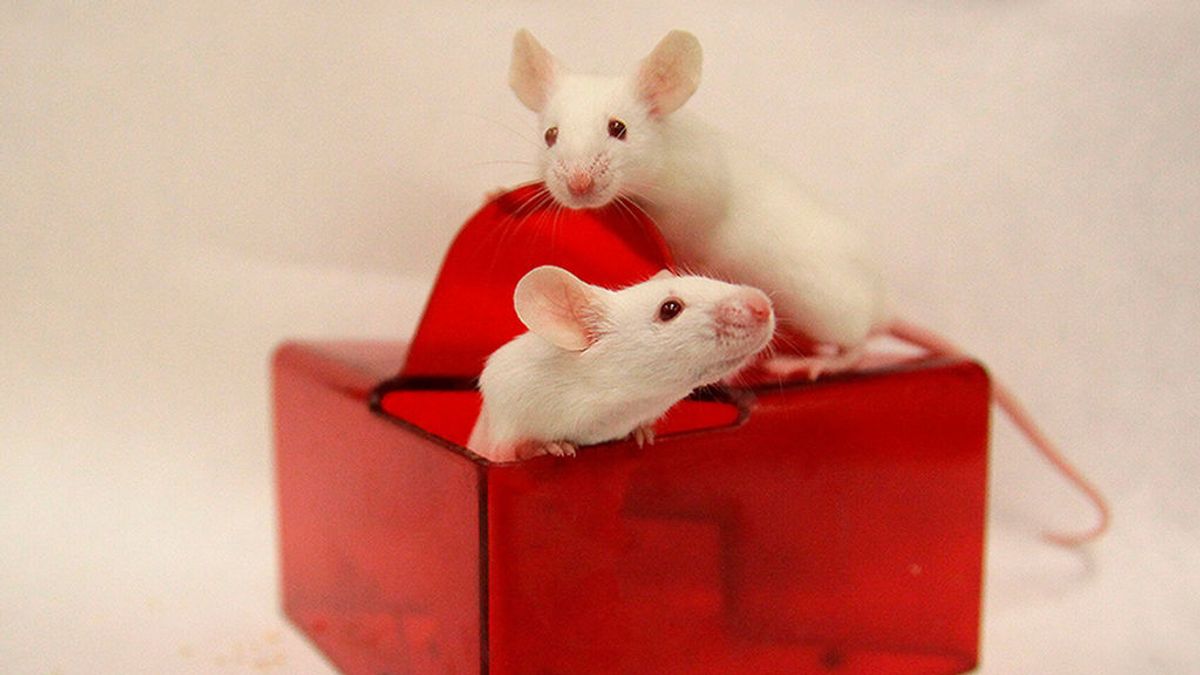 Científicos españoles consiguen ratones más longevos y sanos sin alterar sus genes Científicos españoles consiguen ratones más longevos y sanos sin alterar sus genes