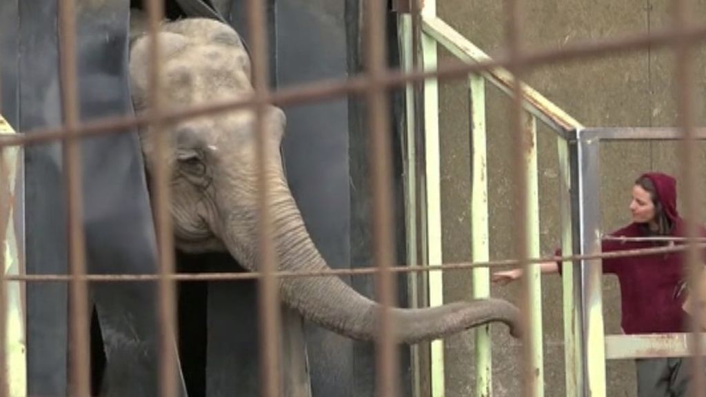 Ramba, el elefante que sobrevivió al maltrato de un circo en Chile, ha sido rescatado