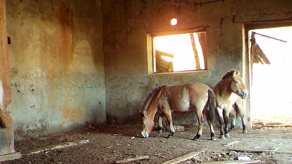 Paradojas de Chernóbil: la zona cero ha permitido salvar una especie de caballo en peligro de extinción