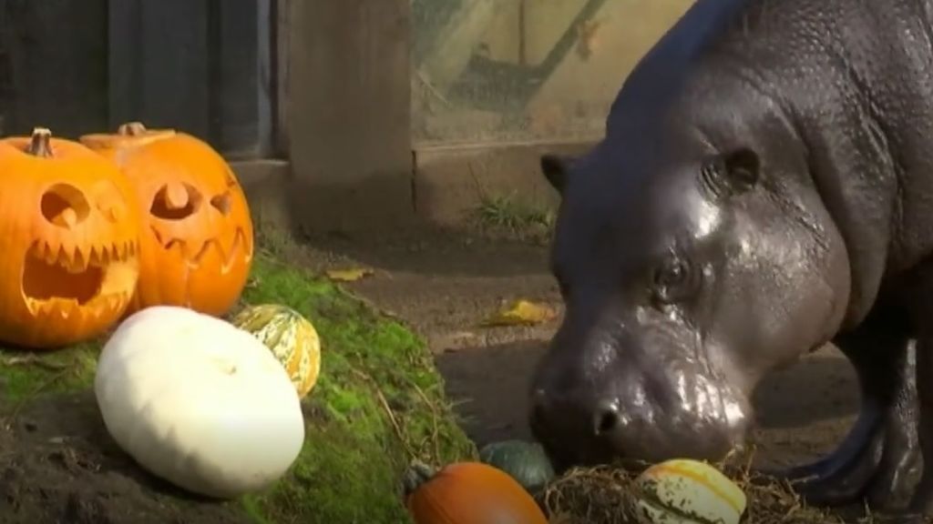 Los animales de este zoológico de Londres ya disfrutan de la fiesta más terrorífica del año