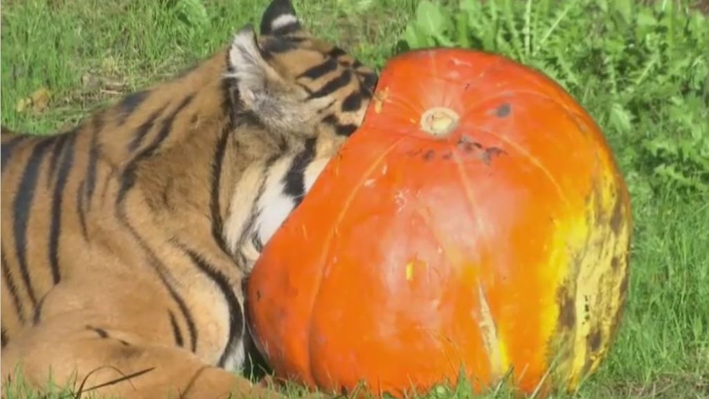 El zoo de Londres adelanta Halloween con un terrorífico menú