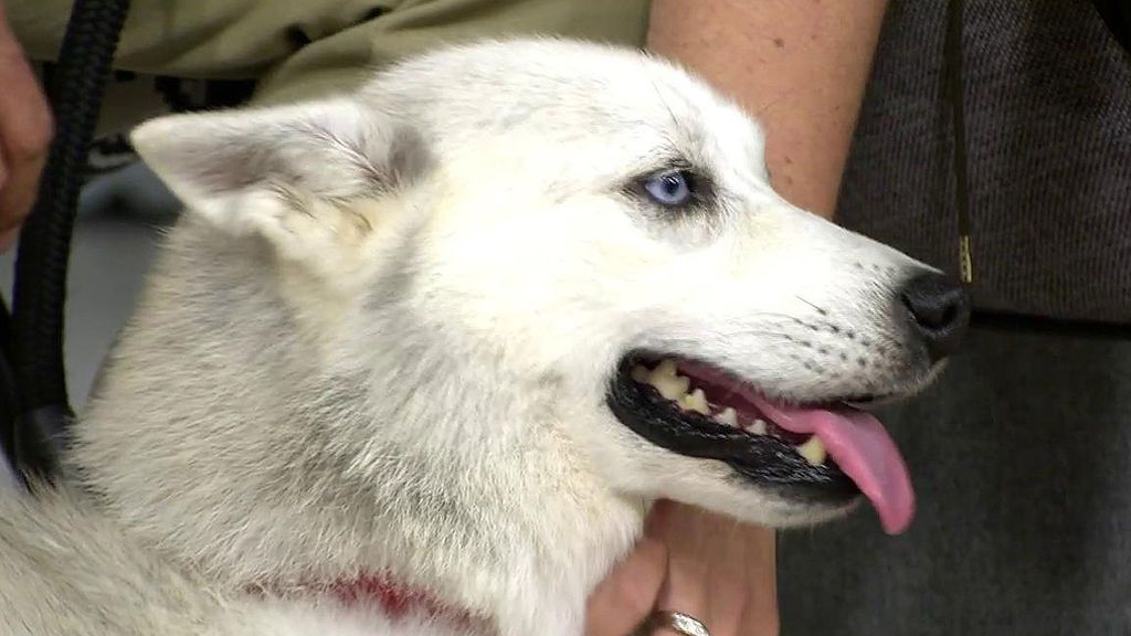 Se busca adopción para Kito