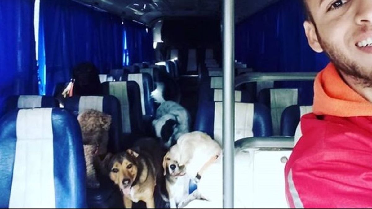 Autocar para mascotas: las imágenes de un peculiar paseador de perros que han conquistado la Red