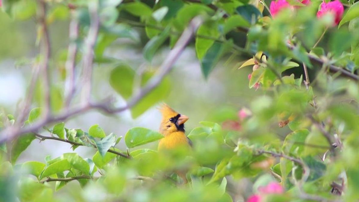 Avistan un espectacular cardenal amarillo en Florida, la posibilidad de ver esta especie es de "una en un millón"