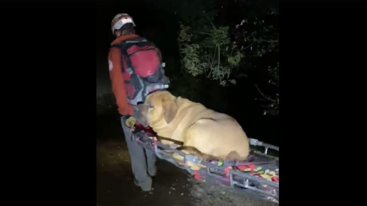 Un equipo de rescate baja a un perro de una montaña porque estaba demasiado cansado para caminar
