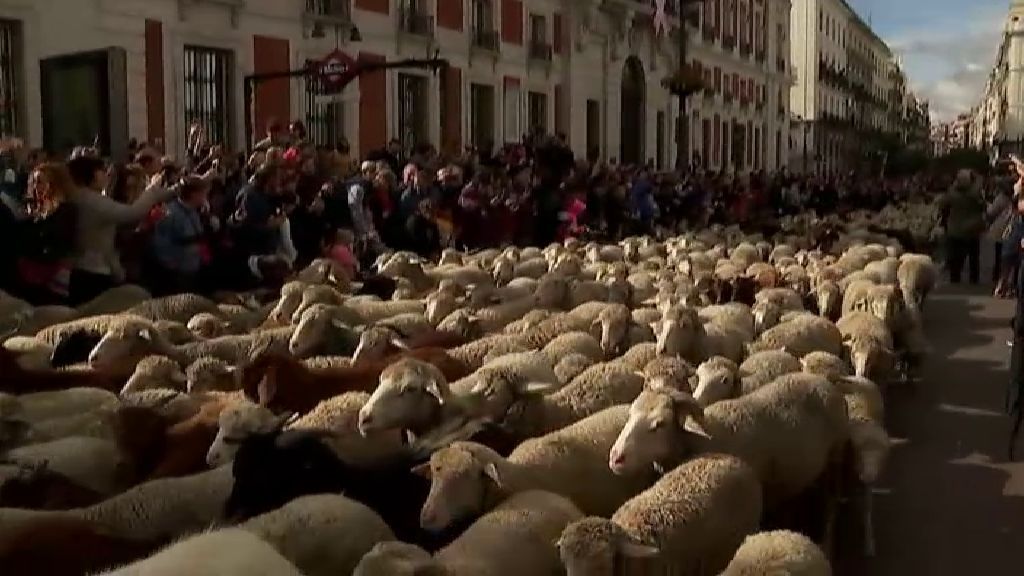 El centro de Madrid se llena de ovejas para celebrar la trashumancia
